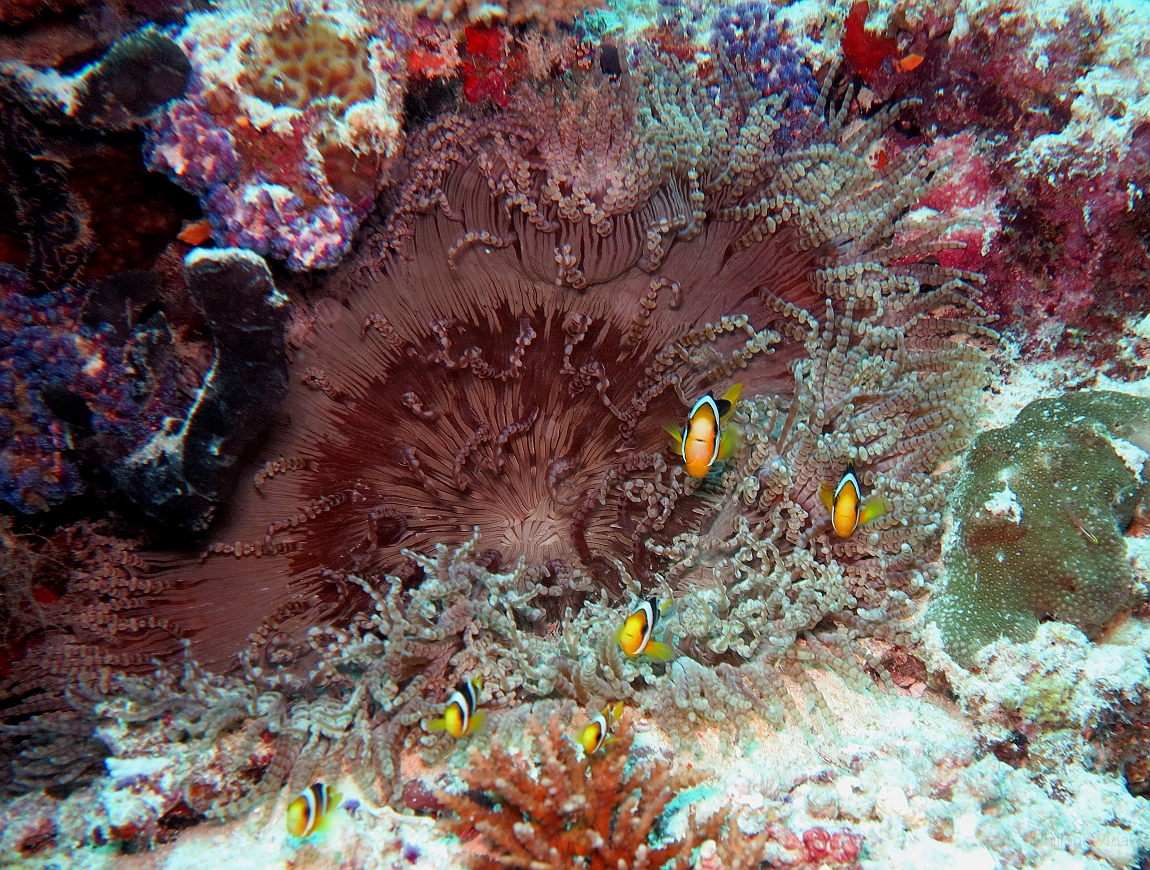 IMG_0852rf_Maldives_Madoogali_Plongee 9_House reef north_Poissons clowns de clark_Amphiprion clarkii.jpg